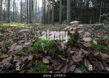 Armillaria polymyces (Armillaria ostoyae) nella foresta, Emsland, bassa Sassonia, Germania, Europa Foto Stock