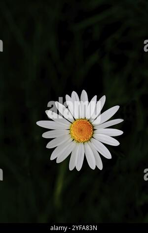 Margherita di prato a basso contenuto di nutrienti margherita di prato a basso contenuto di nutrienti (Chrysanthemum leucanthemum), fiore su sfondo nero, Wilnsdorf, Renania settentrionale-Vestfalia Foto Stock