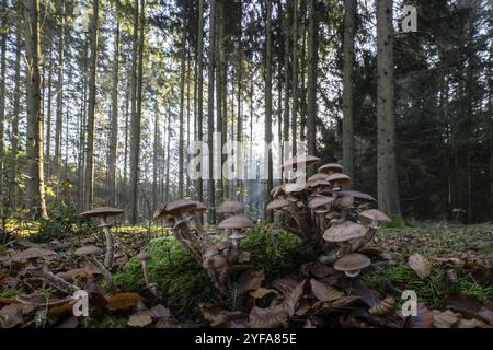 Armillaria polymyces (Armillaria ostoyae) nella foresta, Emsland, bassa Sassonia, Germania, Europa Foto Stock