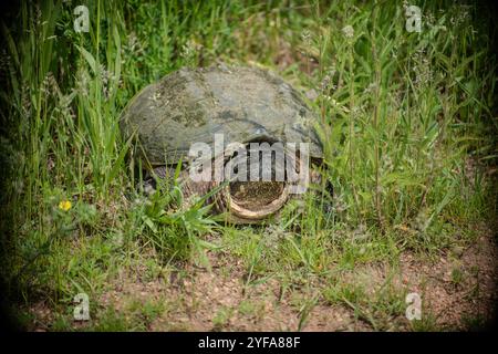 inserimento di tartarughe nell'erba Foto Stock