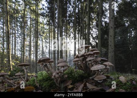 Armillaria polymyces (Armillaria ostoyae) nella foresta, Emsland, bassa Sassonia, Germania, Europa Foto Stock