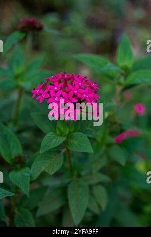 Ammasso stellare egiziano ( Pentas lanceolata ) - Kampala Uganda Foto Stock