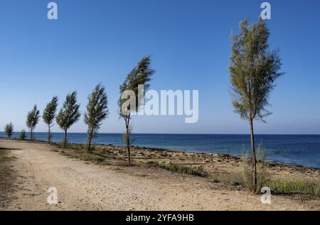 Pini in fila su una strada costiera rurale contro il mare e il cielo blu. Protaras Cipro Foto Stock