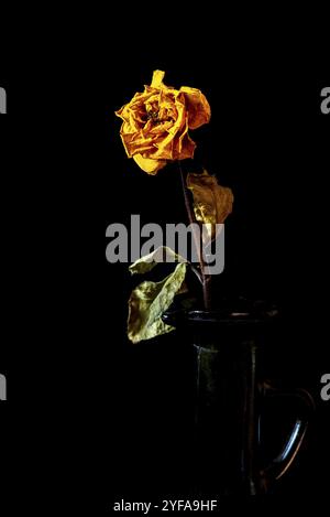 Giallo secco, fiore di rosa bruciato e morto su un vaso su sfondo nero Foto Stock