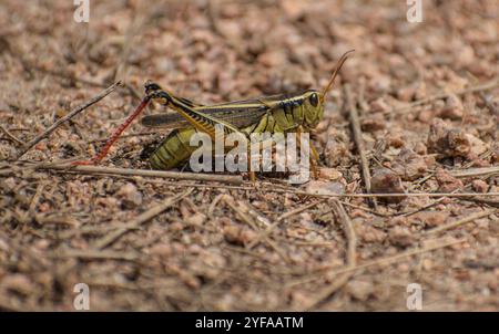 grasshopper su ghiaia Foto Stock