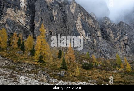 Viste mozzafiato sulle cime montuose di Langkofel o Saslonch, catena montuosa nelle dolomiti ricoperte di nebbia all'alba in Alto Adige, Ita Foto Stock
