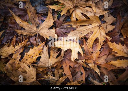 L'autunno dell'acero giallo lascia il fogliame nel terreno. Sfondo della natura. Stagione autunnale Foto Stock