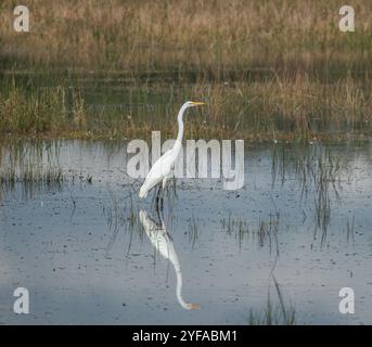 grande egret in una zona umida Foto Stock