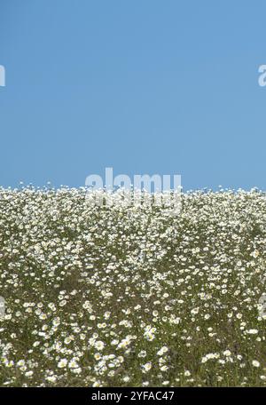 Margherite bianche in camomilla su sfondo blu cielo. Tranquillità nella natura Foto Stock