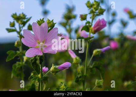 Primo piano di splendidi fiori al sole in primavera. Malva comune. Malva sylvestris. Mallow comune. Foto Stock