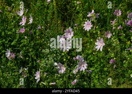 Primo piano di splendidi fiori al sole in primavera. Malva comune. Malva sylvestris. Mallow comune. Foto Stock