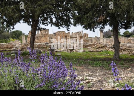 Antiche colonne di Apollon Hylates, dio del bosco, santuario nel distretto di Limassol, Cipro, Europa Foto Stock