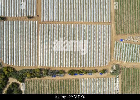 Vista aerea delle serre in fila, ricoperta da un film trasparente di ortaggi e frutta in crescita. Coltivazione alimentare Agricoltura, prodotti biologici. P Foto Stock