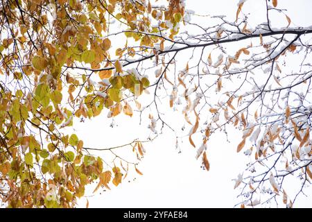 fogliame innevato di tiglio. splendido sfondo naturale nel tardo autunno. l'inverno sta arrivando Foto Stock