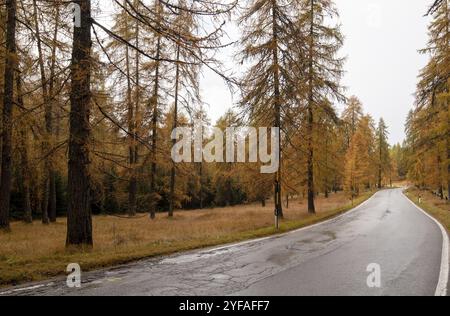 Idilliaca e bella strada rurale vuota che attraversa le Alpi alpine italiane con pini gialli in autunno Foto Stock