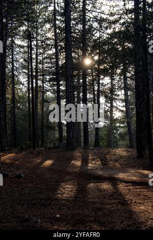 La mattina presto raggi di sole che splende attraverso la foresta di alberi in autunno a monti Troodos Cipro Foto Stock