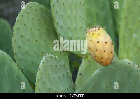 Frutta fresca e sana di fico d'India su un cactus a pagaia. Solitamente noto anche come frutta di fico Foto Stock