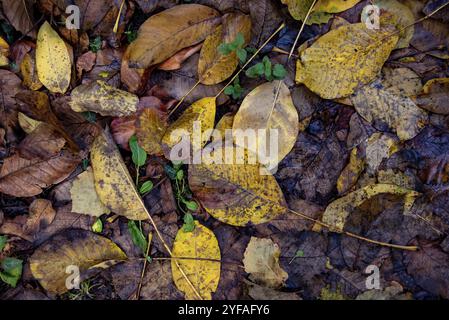 L'autunno dell'acero giallo lascia il fogliame nel terreno. Sfondo della natura. Stagione autunnale Foto Stock