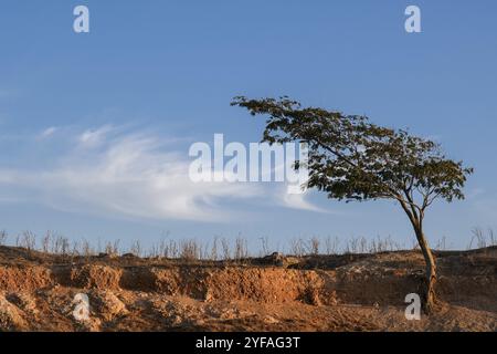 Albero solitario su un campo asciutto contro il cielo blu. Terreni agricoli di Cipro Foto Stock