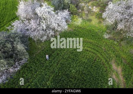 Vista da droni di una donna che cammina nel prato verde. Mandorli in fiore in primavera. Campo agricolo Cipro Foto Stock