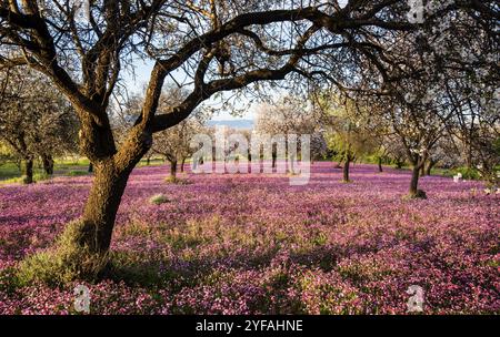 Bellissimo campo con mandorli e fiori viola nel terreno, all'inizio della primavera Foto Stock