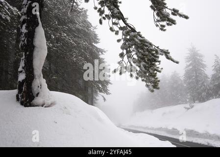 In inverno il paesaggio della foresta con la montagna coperta di neve e alberi di pino. Monti Troodos in Cipro Foto Stock