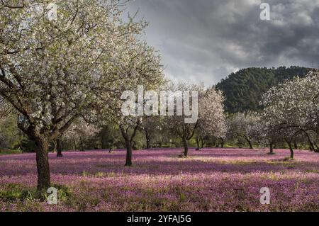 Bellissimo campo con alberi di mandorli pieni di fiori bianchi e fiori viola nel terreno, all'inizio della primavera Foto Stock