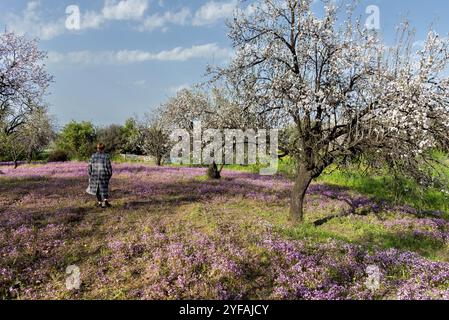 Donna che cammina su un campo fiorito in primavera. Albero fiorente di mandorle in primavera. Paesaggio di Cipro Foto Stock
