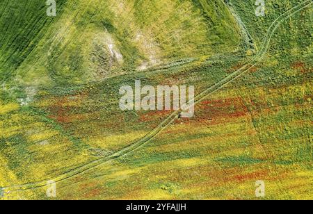 Drone foto aerea di campo con fiori di marguerite in fiore giallo e papavero rosso. Primavera paesaggio natura sfondo Foto Stock
