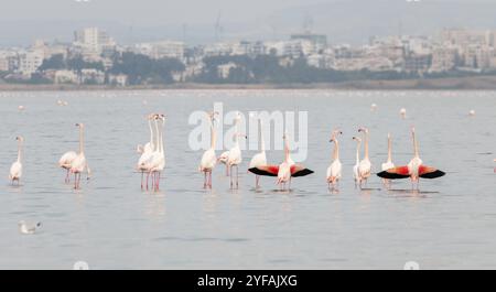 Uccelli fenicotteri con riflessi, camminando e nutrendosi nel lago salato. Larnaca a Cipro Foto Stock