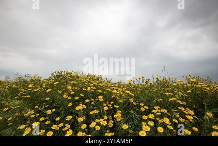 Campo con margherite gialle fiorite di marguerite contro un cielo nuvoloso. Paesaggio primaverile sfondo naturale con spazio di copia Foto Stock