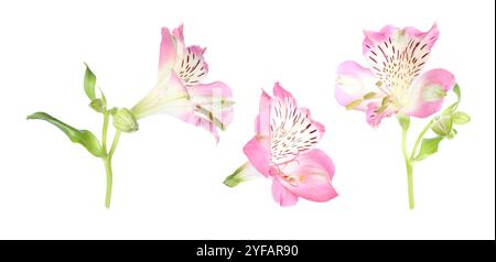 Bellissimo fiore di alstroemeria rosa isolato su collage bianco Foto Stock