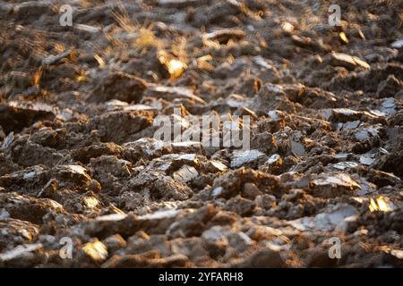 Terreno coltivato o arato in tarda serata autunnale. Primo piano, niente gente. Foto Stock