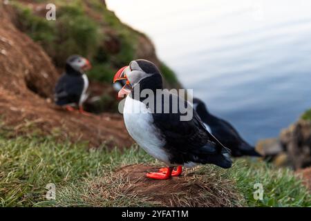 Una sola pulcinella atlantica arroccata su una scogliera erbosa con uno sfondo roccioso in Islanda Foto Stock