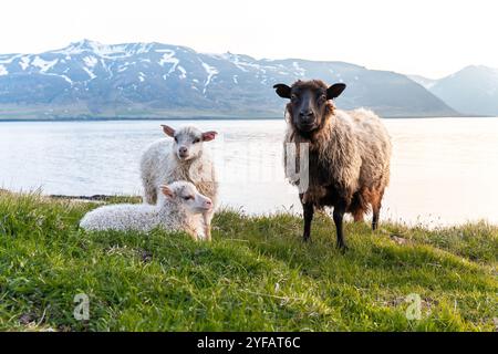 Pecore islandesi con agnelli che pascolano dal fiordo panoramico con montagne innevate sullo sfondo Foto Stock