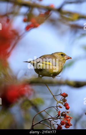 Colorato uccello verdino Chloris chloris foraggio in una foresta Foto Stock