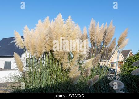Grande erba di pampas (cortaderia selloana) plumce in un giardino suburbano contro il cielo azzurro Foto Stock