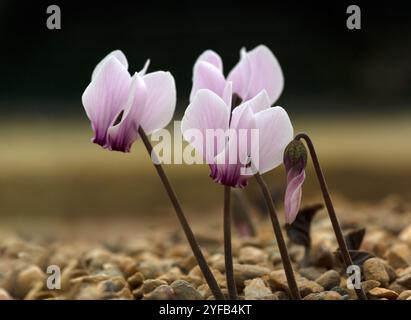 Primo piano di fiori di ciclamino greco (Cyclamen graecum) in autunno Foto Stock
