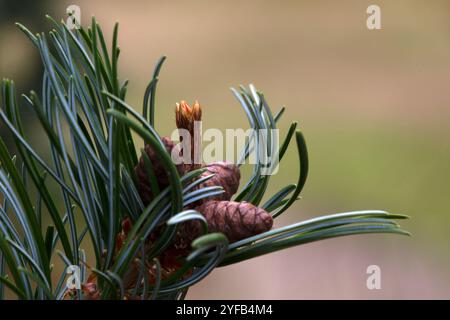 Primo piano di aghi e coni di pino bianco giapponese (Pinus parviflora 'Negishi') in un giardino in autunno Foto Stock