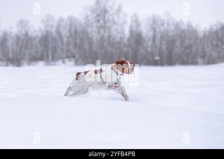 Un cane spaniel corre attraverso una neve in un giorno d'inverno. Vista laterale. Un cane molto allegro. Una bocca aperta, una lingua sporgente. Foresta di Frosty Foto Stock
