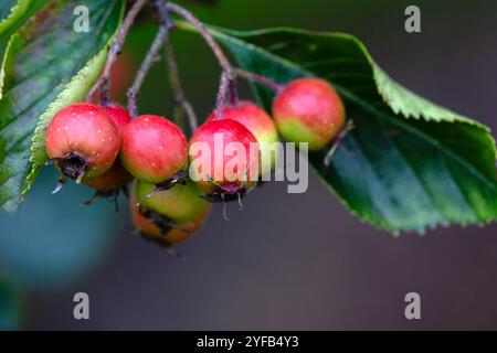 Primo piano di Crataegus persimilis 'Prunifolia Splendens' in un giardino in autunno Foto Stock