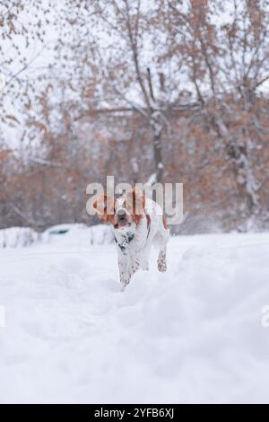 Un cane spaniel corre attraverso una neve in un giorno d'inverno. faccia intera. il cucciolo corre verso la telecamera. Un cane molto allegro. Una bocca aperta, una lingua sporgente Foto Stock