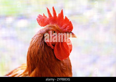 Ritratto di Gallo con grandi caruncoli di pettine di rosa rossa in fattoria Foto Stock