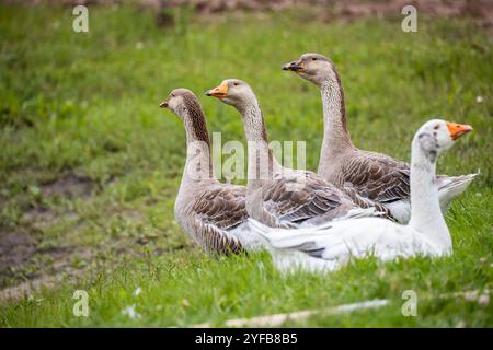 Vista laterale di un gruppo di oche in piedi e appoggiate su un campo erboso, con un'oca bianca in primo piano. Foto Stock