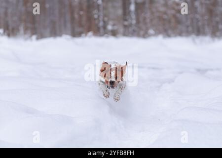 Un cane spaniel corre attraverso una neve in un giorno d'inverno. faccia intera. il cucciolo corre verso la telecamera. Un cane molto allegro. Una bocca aperta, una lingua sporgente Foto Stock