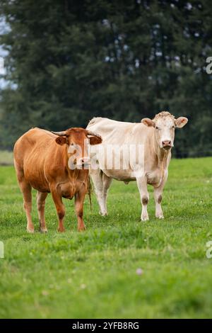Due mucche, una marrone e una bianca, pascolano pacificamente su un campo verde, mostrando diversità in un'azienda agricola biologica. Foto Stock