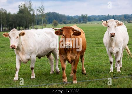 Tre mucche affiancate in un campo verde, che guardano direttamente alla telecamera, con una foresta sullo sfondo. Foto Stock