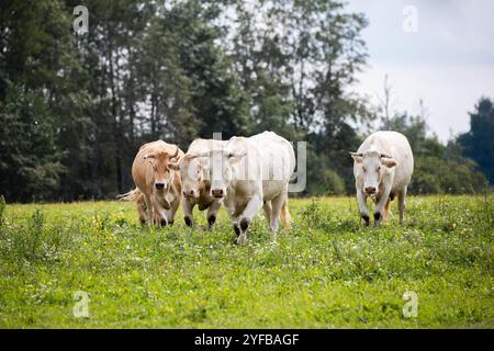 Quattro mucche che camminano verso la telecamera attraverso un campo erboso, con alberi sullo sfondo e alcuni fiori selvatici gialli sparsi intorno. Foto Stock