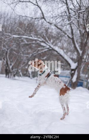 Un cane spaniel in una foresta invernale. Il cucciolo cattura la neve con la bocca. Un cane allegro gli scuote la museruola. Divertiti a saltare Foto Stock