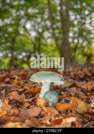 Testa tonda blu, Stropharia caerulea, inizio autunno in un bosco dell'oxfordshire. Foto Stock